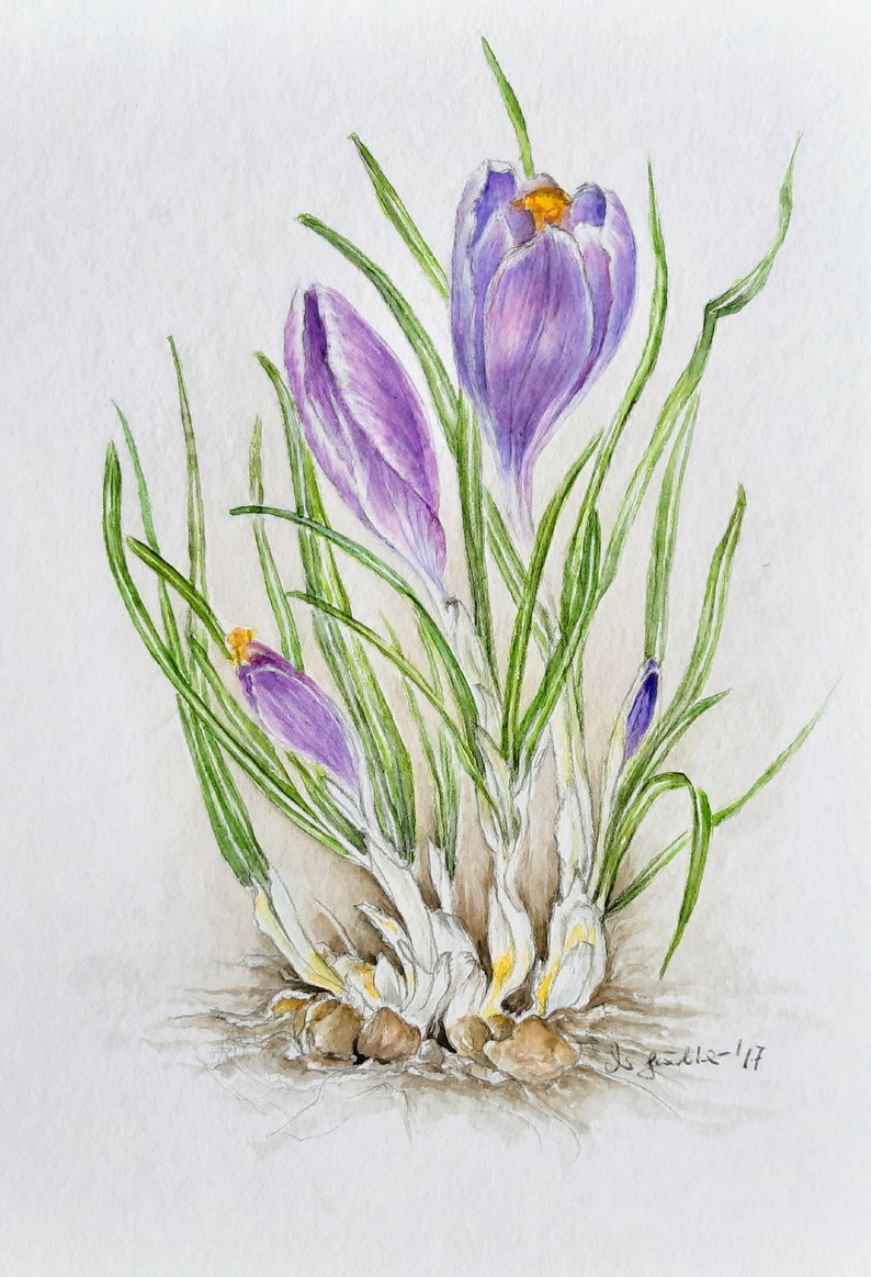 Botanical Drawing / Watercolor Crocus / Spring / Flower / Unique / Early Bloomer / image 2