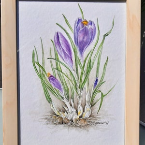 Botanical Drawing / Watercolor Crocus / Spring / Flower / Unique / Early Bloomer / image 3