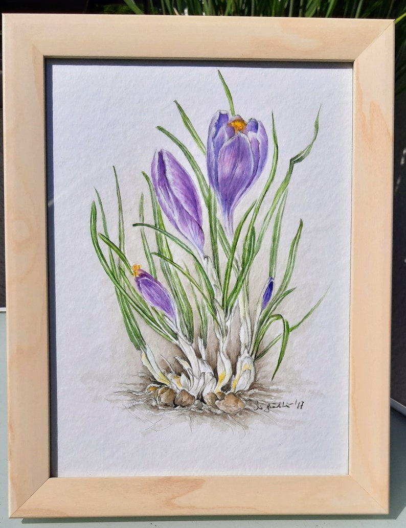 Botanical Drawing / Watercolor Crocus / Spring / Flower / Unique / Early Bloomer / image 3