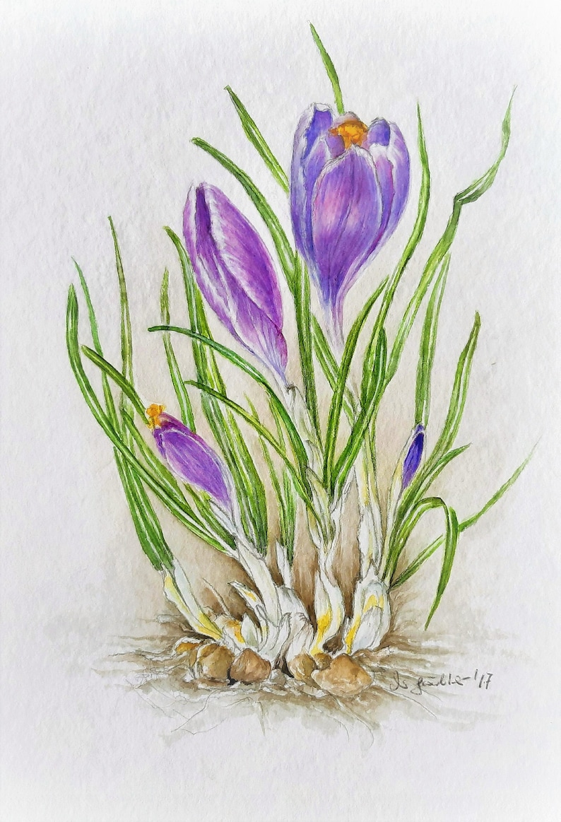 Botanical Drawing / Watercolor Crocus / Spring / Flower / Unique / Early Bloomer / image 1