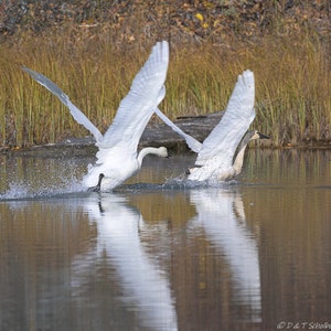 Trumpeter Swans