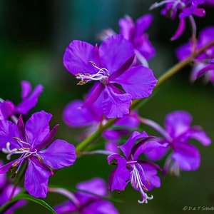 Fireweed
