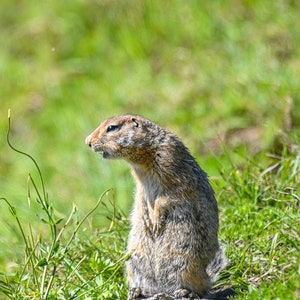 Arktisches Erdhörnchen