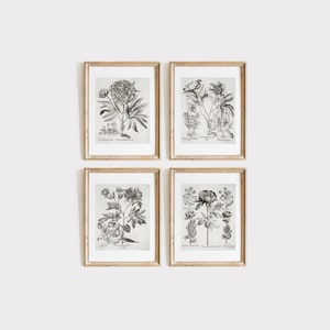 Conjunto de cuatro impresiones de pared con motivos botánicos vintage, grabados florales en blanco y negro, decoración neutra elegante, arte de pared imprimible.