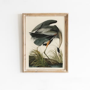 Great Blue Heron Painting,  Vintage Audubon Illustration, Birds of America Fine Art Poster | DIGITAL PRINTABLE Artwork