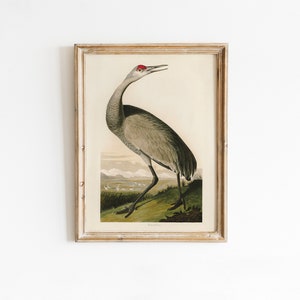 Hooping Kranich Malerei, Vintage Audubon Illustration, Birds of America Fine Art Poster | DIGITAL DRUCKBARE Kunstwerk