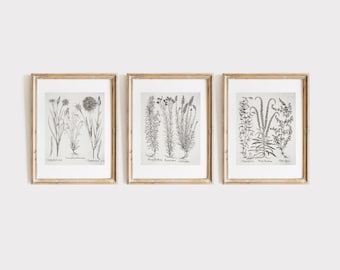ヴィンテージ ボタニカル ギャラリー ウォール セット 3 枚セット (白黒植物画、ボヘミアン風自然アートワーク、野生の花のイラスト) | デジタル印刷可能