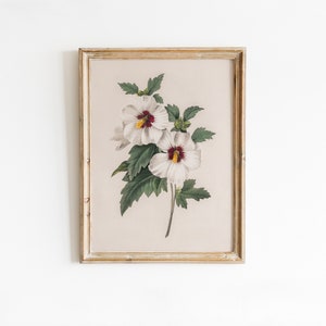 Vintage Hibiskus Blumen Zeichnung, klassische florale botanische Illustration, warme neutrale Wanddekoration, Cottagecore Ästhetik | DIGITAL DRUCKBAR