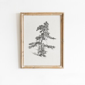 Vintage cedar tree charcoal drawing in black and white. Perfect for mountain lodge or forest cabin decor. Download, print, and frame!