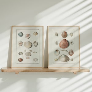 Op de afbeelding: Twee ingelijste prints van vintage illustraties van schelpen. De prints zijn in een licht houten lijst en hangen aan een houten plank tegen een witte muur.