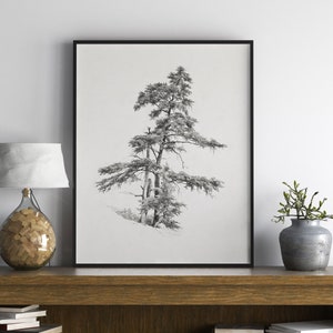 Vintage cedar tree charcoal drawing in black and white. Perfect for mountain lodge or forest cabin decor. Download, print, and frame!