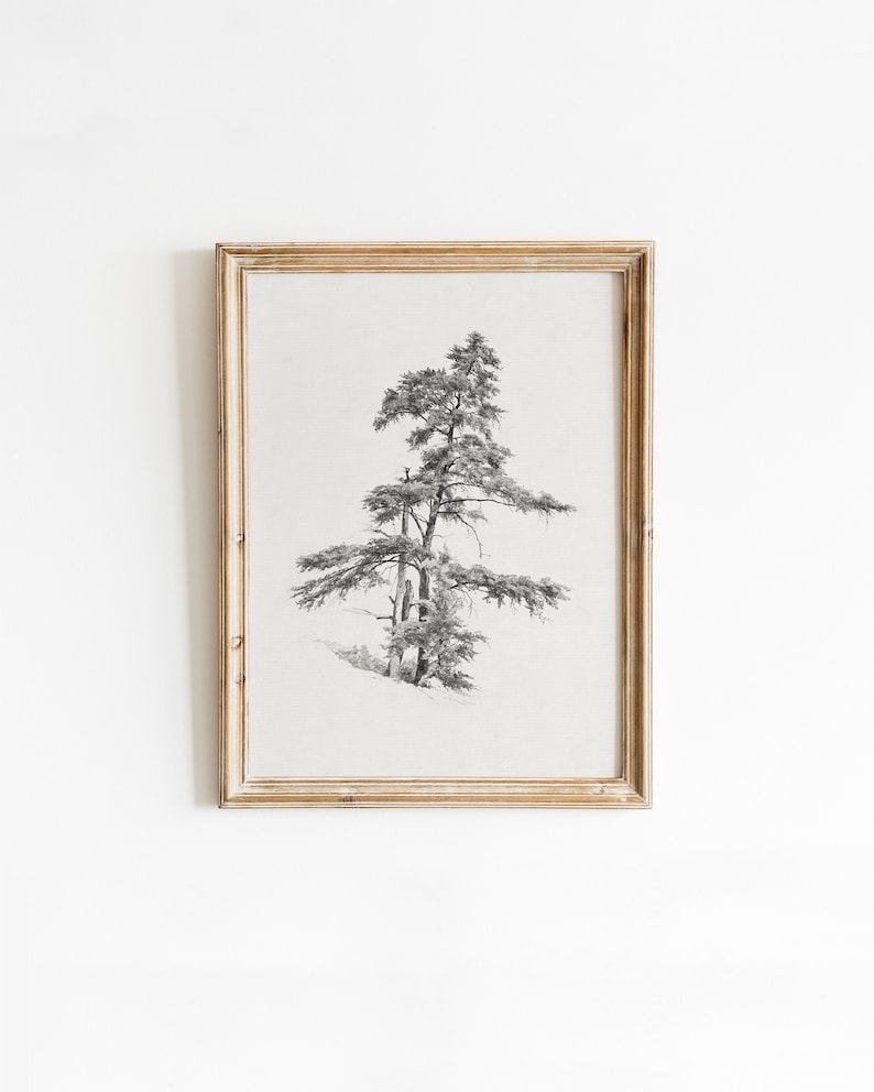 Vintage cedar tree charcoal drawing in black and white. Perfect for mountain lodge or forest cabin decor. Download, print, and frame!