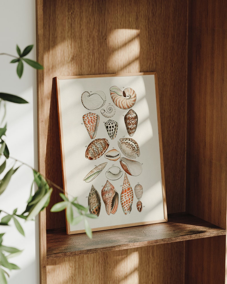 Vintage Shell Artwork, Art Gallery SET of Two Seashell Watercolor ...