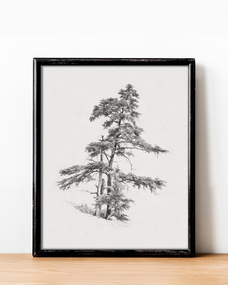 Vintage cedar tree charcoal drawing in black and white. Perfect for mountain lodge or forest cabin decor. Download, print, and frame!