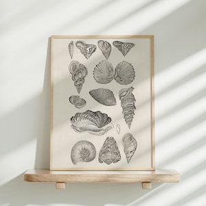 Vintage Shell Artwork, Black & White Seashell Art Print, Conchology Study, Beachy Wall Decor | DIGITAL PRINTABLE