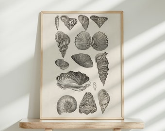 Vintage Shell Artwork, Black & White Seashell Art Print, Conchology Study, Beachy Wall Decor | DIGITAL PRINTABLE
