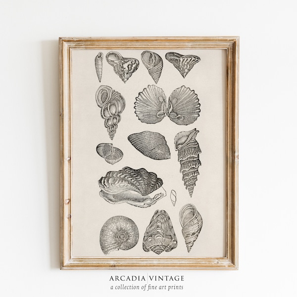 Vintage Shell Art | Black & White Seashell Art Print | Conchology Study | Beachy Decor | DIGITAL PRINTABLE