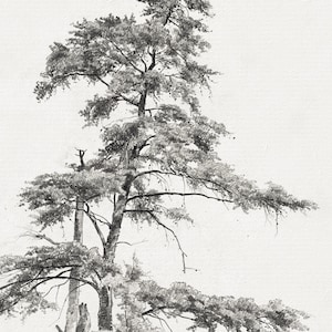 Vintage cedar tree charcoal drawing in black and white. Perfect for mountain lodge or forest cabin decor. Download, print, and frame!