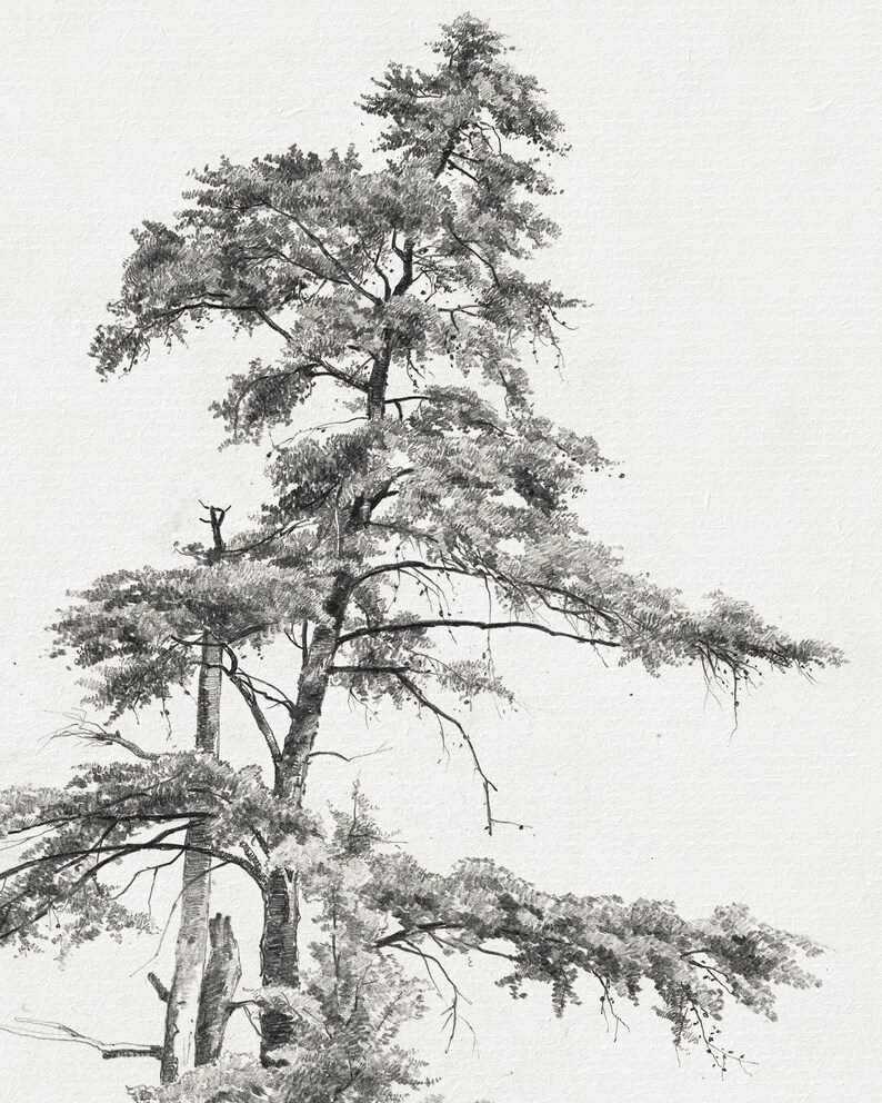 Vintage cedar tree charcoal drawing in black and white. Perfect for mountain lodge or forest cabin decor. Download, print, and frame!