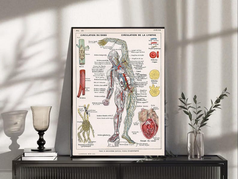 Vintage Human Circulatory System Anatomy Chart Poster (french Labeled ...