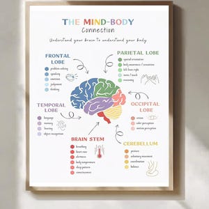 Puede incluir: Un póster educativo enmarcado titulado "The Mind-Body Connection". Ilustra los lóbulos del cerebro con funciones asociadas como la resolución de problemas y la memoria. El póster utiliza un diagrama colorido del cerebro y texto.