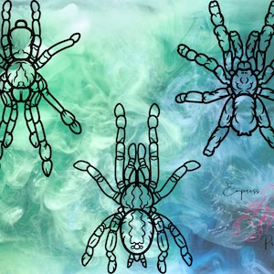 6 Tarantulas SVG/PNG Digital Downloads