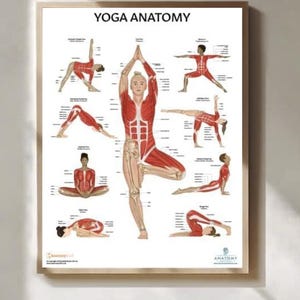 Könnte beinhalten: Ein gerahmtes Poster mit dem Titel "YOGA ANATOMY", das Illustrationen von Yoga-Posen mit anatomischen Details zeigt. Das Poster zeigt eine zentrale Figur in einer Gleichgewichtsposition, umgeben von anderen Yoga-Positionen, alle mit roten Muskel- und Knochenstrukturdiagrammen.