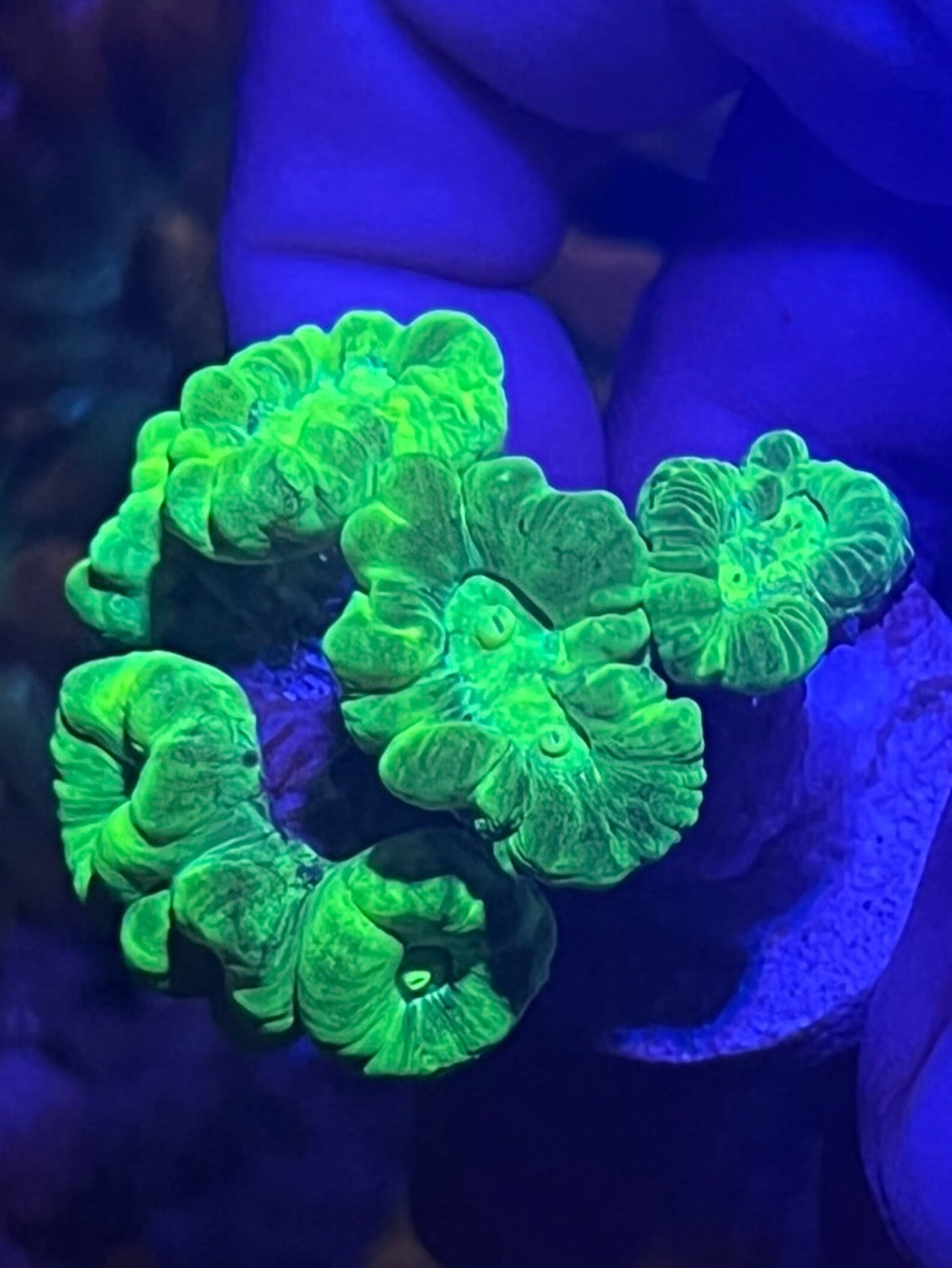 Neon Green Candy Cane/trumpet Coral Etsy