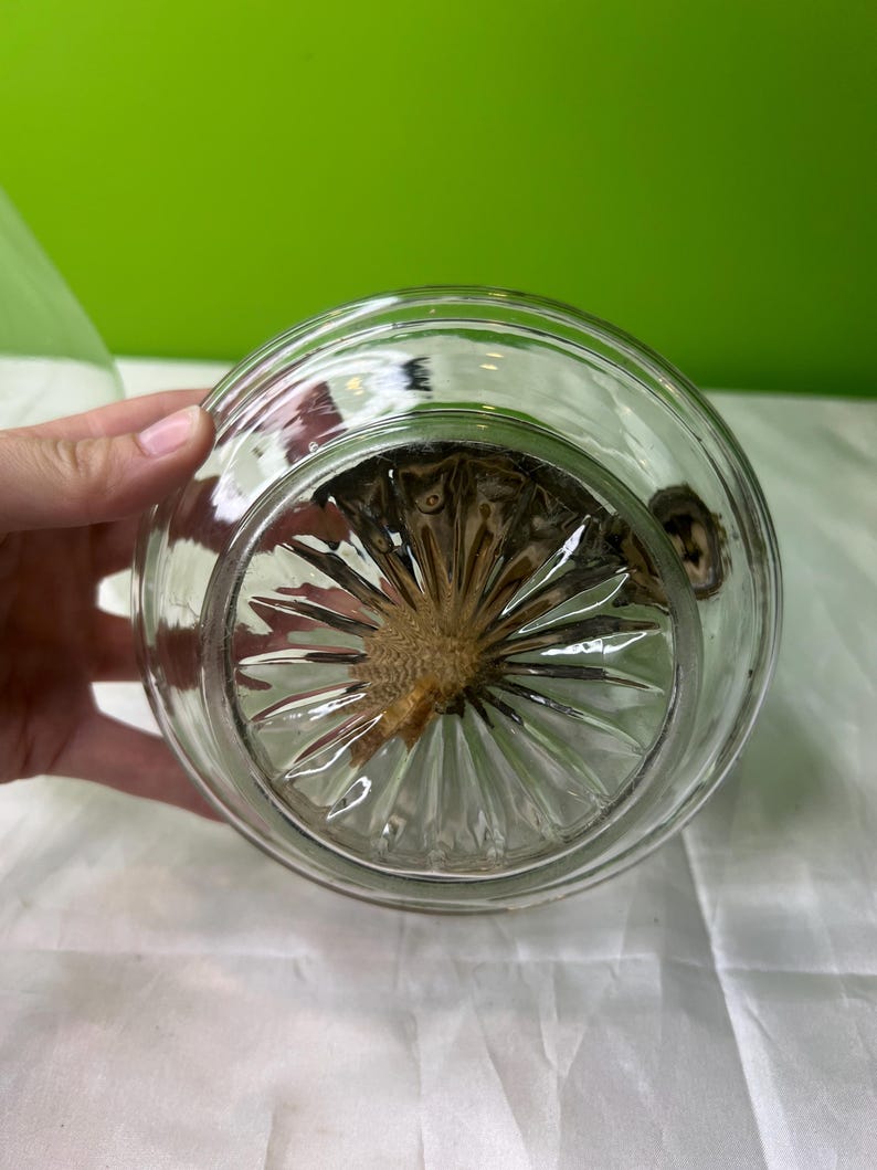 Puede incluir: Tarro de cristal transparente con un fondo decorativo y texturizado. El tarro es redondo con una abertura ancha y un interior visible. El tarro est&aacute; sostenido por una mano sobre un fondo verde.