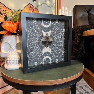 May include: A black framed shadow box with a white and gray celestial design. A preserved insect with brown wings is displayed in the center of the design.