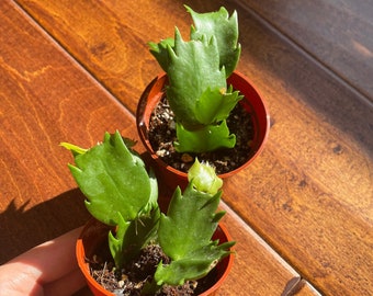 RARE Yellow Schlumbergera Truncata (Christmas/Thanksgiving cactus, "Gold charm")