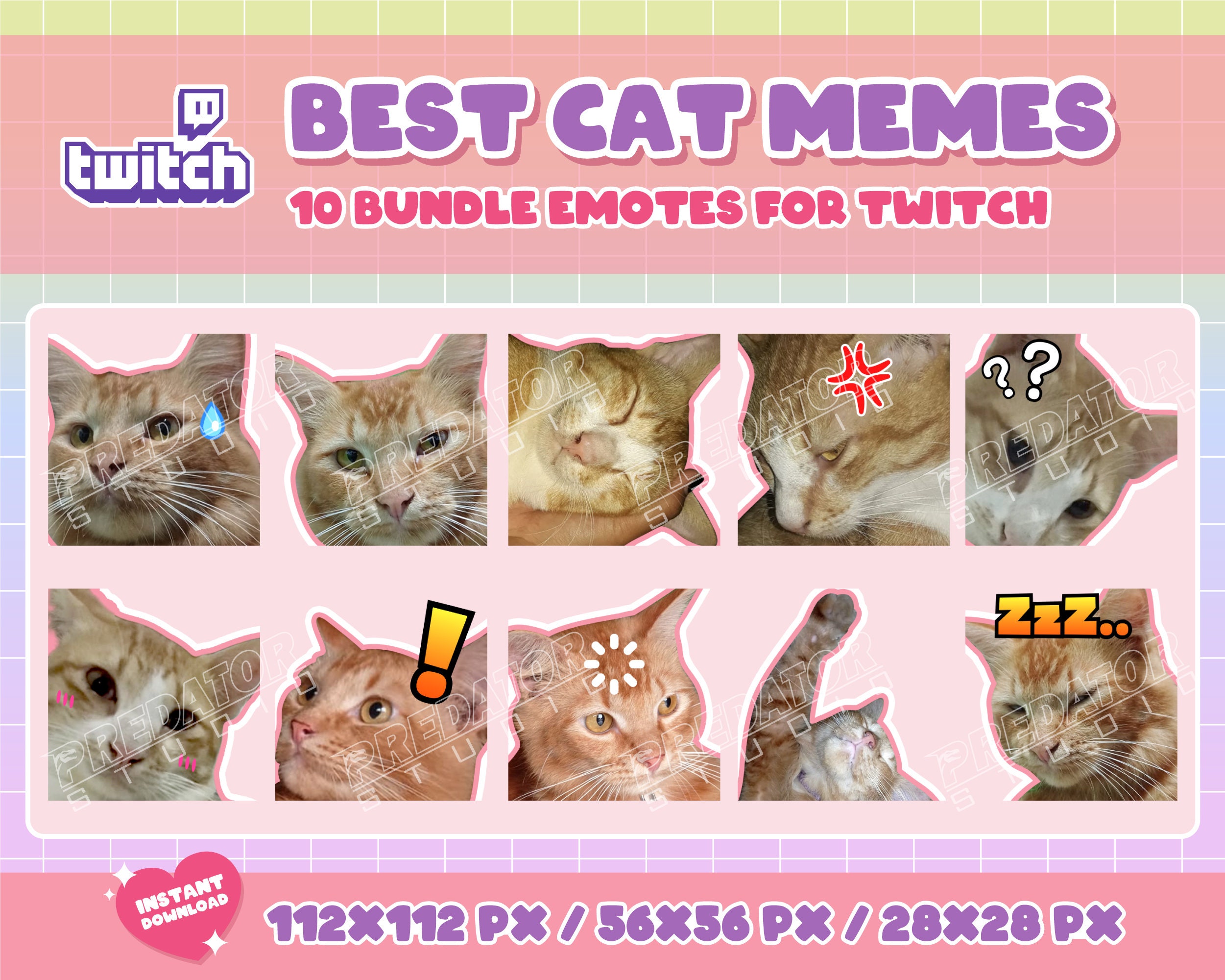 Angry cat pfp  Cat memes, Cat profile, Cute cat names