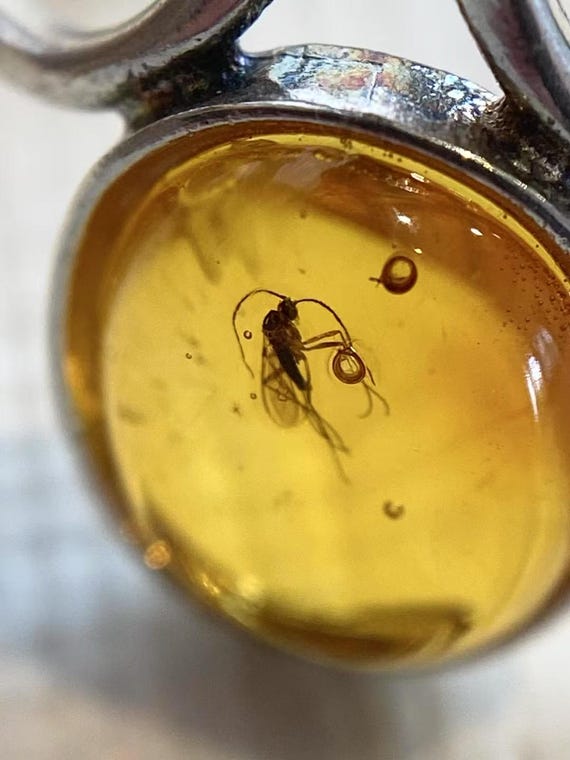 Authentic Baltic Amber Fossil Insect Inclusions Sterling Silver