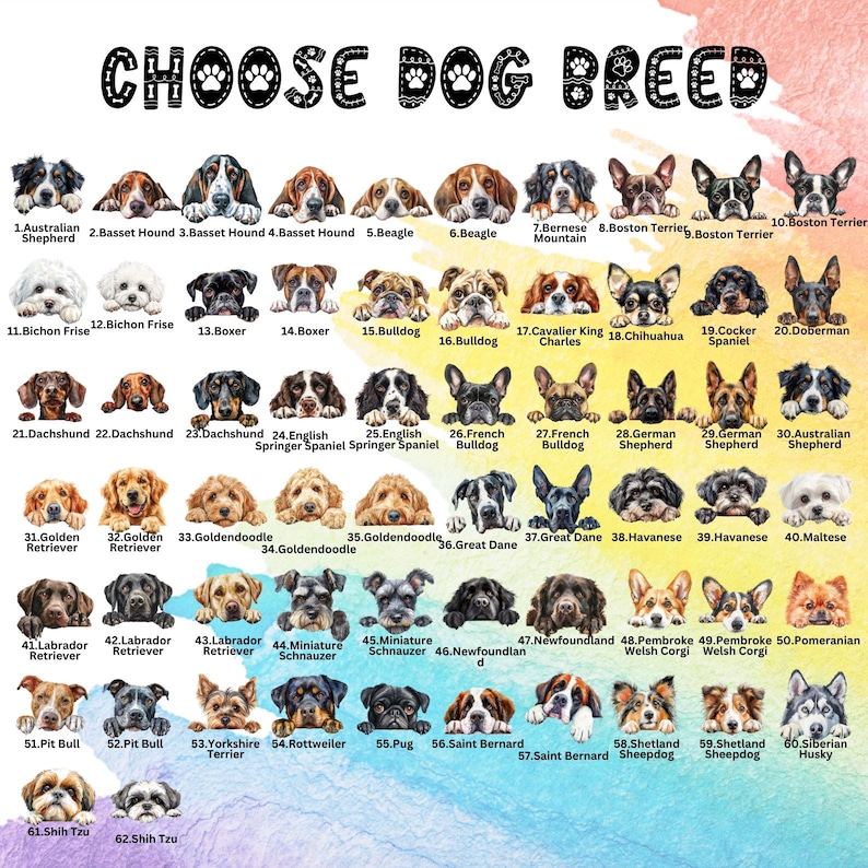 Pode incluir: Um gr&aacute;fico colorido com ilustra&ccedil;&otilde;es de diferentes ra&ccedil;as de c&atilde;es. Cada ra&ccedil;a &eacute; numerada e etiquetada com o seu nome. O gr&aacute;fico est&aacute; sobre um fundo azul claro com uma borda branca.