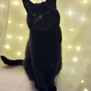 Caja sorpresa de cristales misteriosos: ¡los gatos eligen tus cristales!