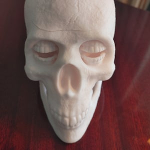 May include: A white plastic skull with a detailed texture. The skull has empty eye sockets and a closed mouth.