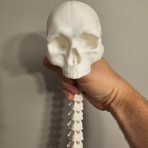 May include: A white plastic model of a human skull with a segmented spine attached.