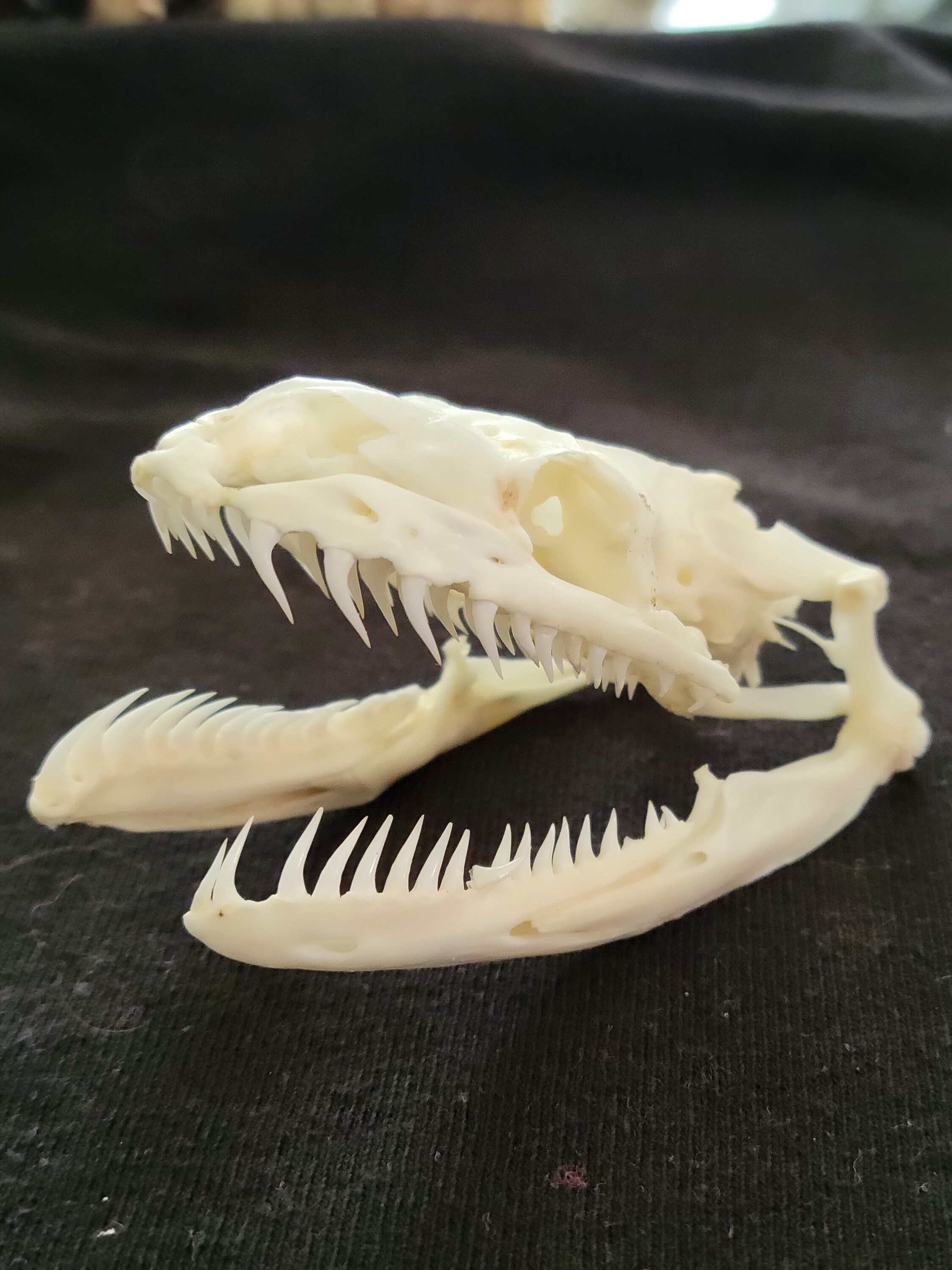 Real Ball Python Skull | ubicaciondepersonas.cdmx.gob.mx