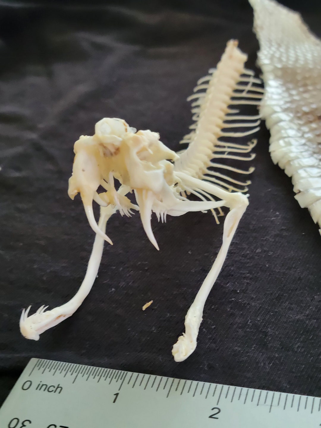 Eastern Diamondback Rattlesnake Skull Mount With Matching Skin Etsy