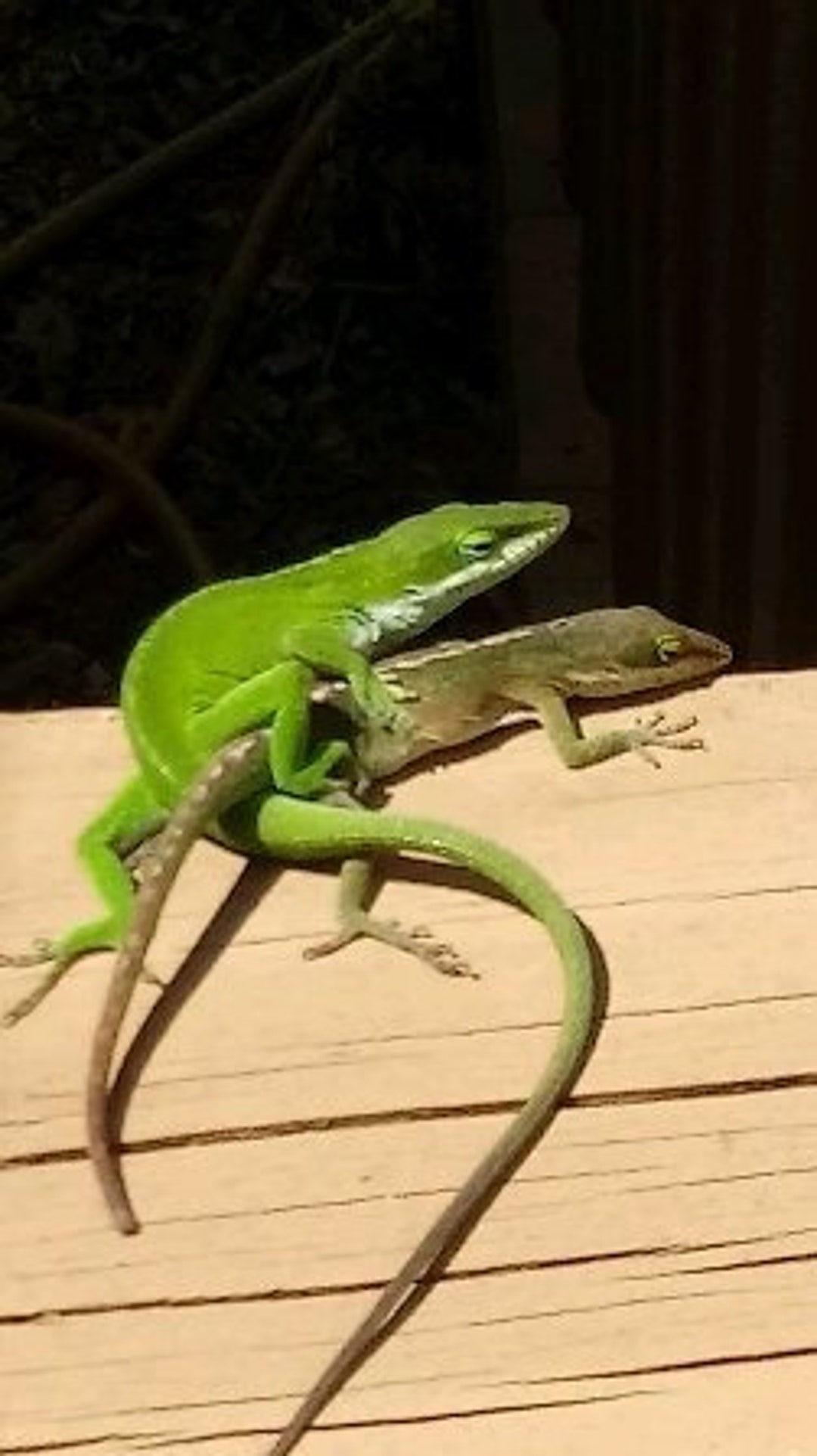 Feeder Anoles Lupon gov ph
