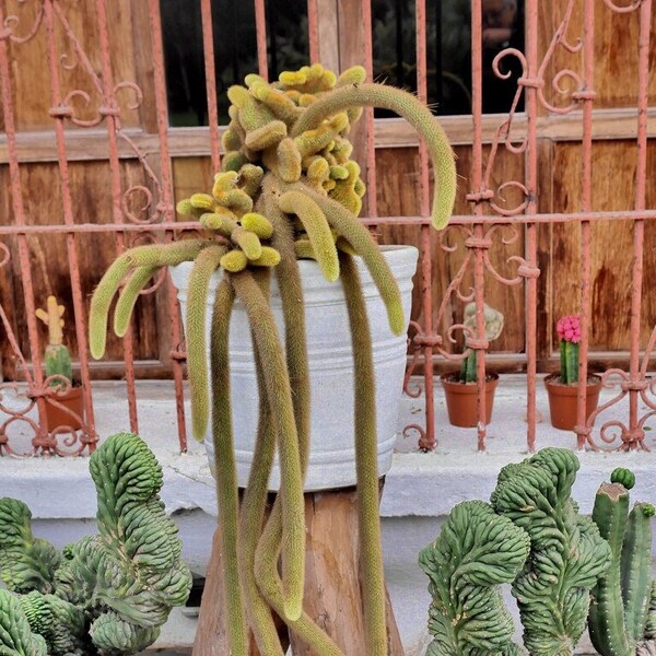 Live Rat Tail Cactus – 6-Inch Hanging Pot, Evergreen Succulent For Full Sun/Partial Shade