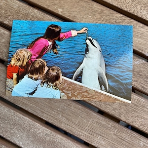 Carte postale vintage SeaWorld San Diego