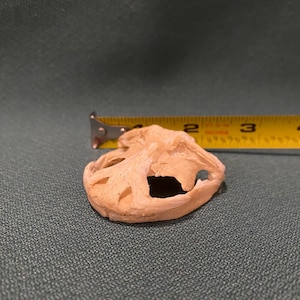 May include: A small, off-white, bone-like object with an irregular shape and several holes. A yellow measuring tape is placed next to the object, showing a length of approximately 2.5 inches.