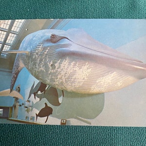 Cartolina d'epoca del museo di storia naturale dello Smithsonian Institute