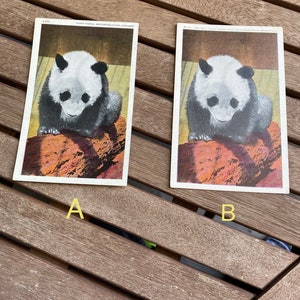 Postal Panda vintage del zoológico de Brookfield
