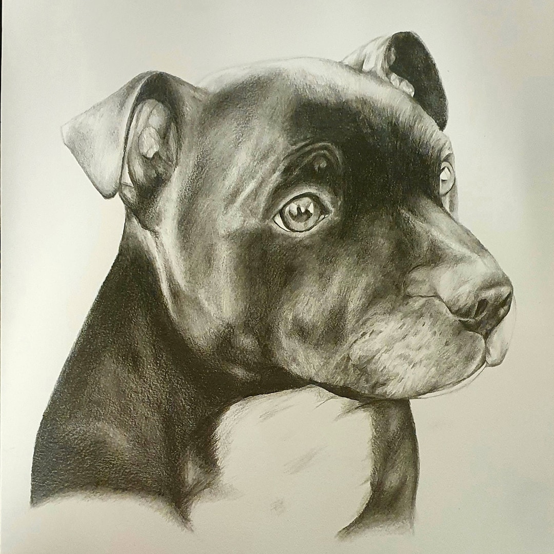 Graphite Pet Portrait Etsy Australia