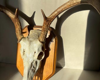 Mounted Whitetail Deer Skull & Antlers: Ethically Sourced Catskills Decor