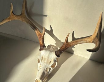 REAL RED DEER Antlers, Skull Elk Trophy Antlers - Natural