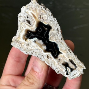 May include: A rough, irregularly shaped geode slice featuring a deep black, hollow center surrounded by concentric layers of white and cream-colored mineral deposits. The outer edge is textured, porous, and light gray, contrasting with the smooth, dark, glossy interior cavity.