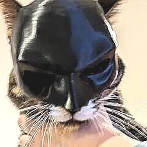 Bat Cat Mask: Handmade Superhero Costume for Cats
